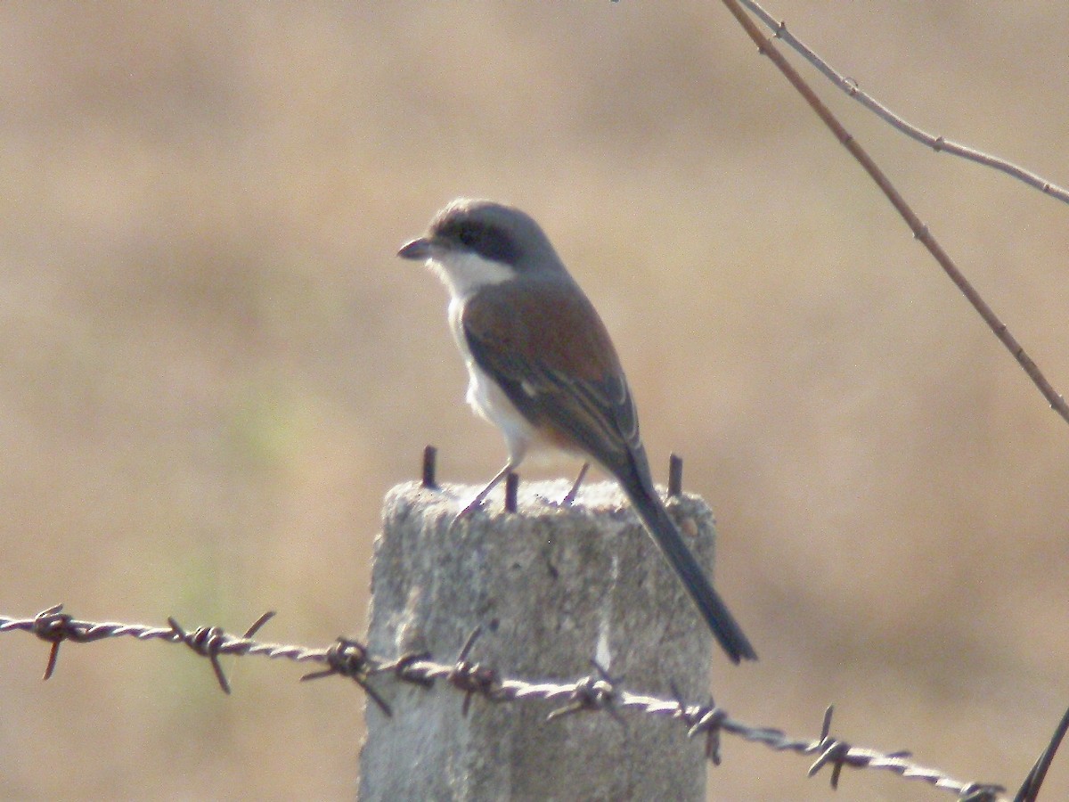 Burmese Shrike - ML555877891
