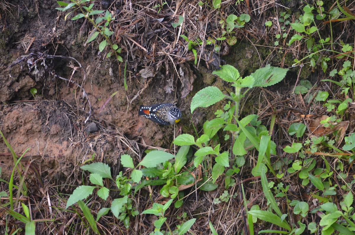 Spotted Pardalote - ML555877911