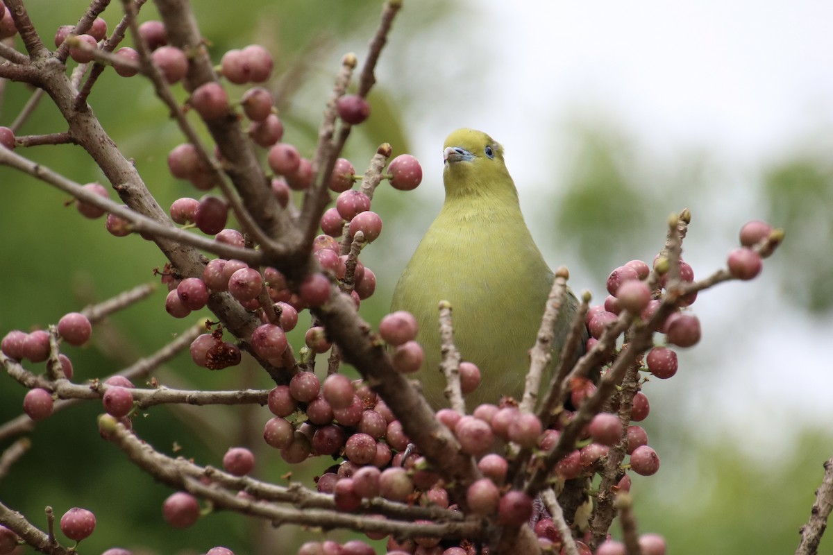 White-bellied Green-Pigeon - Yu-Xiang Huang