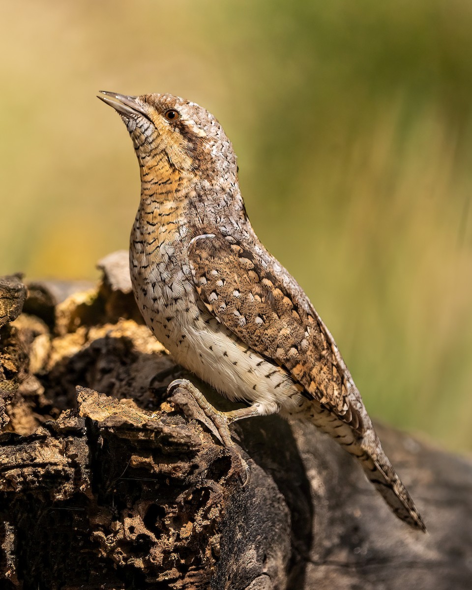 Eurasian Wryneck - ML555880011