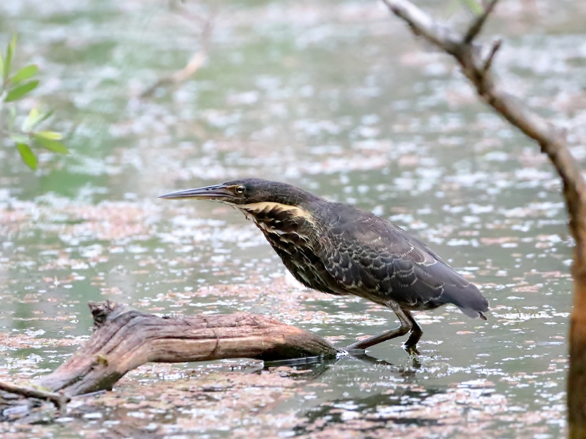 Black Bittern - ML555880701