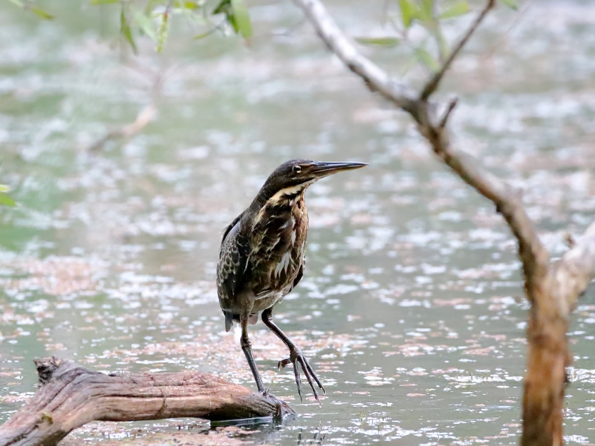 Black Bittern - Rolo Rodsey