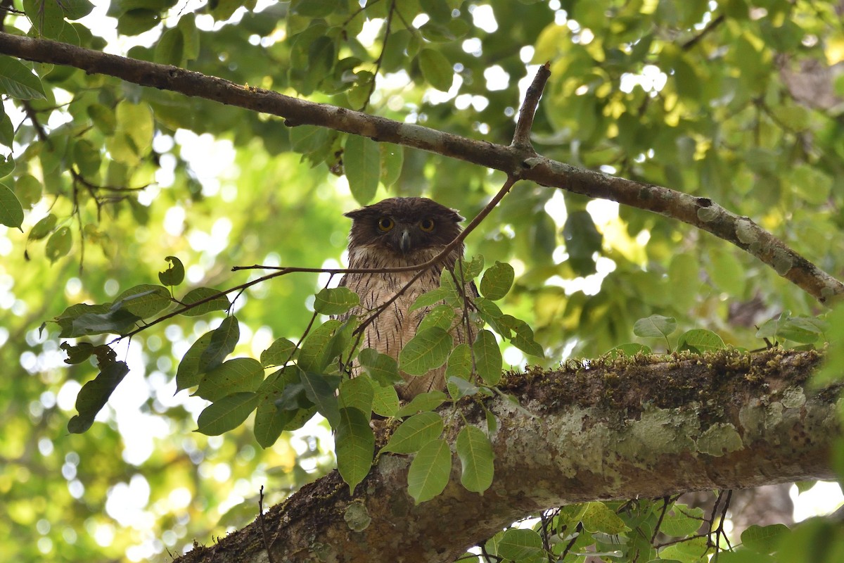 Brown Fish-Owl - ML555881151