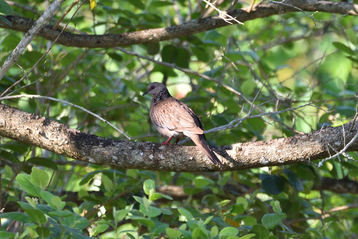 Spotted Dove - ML555881721