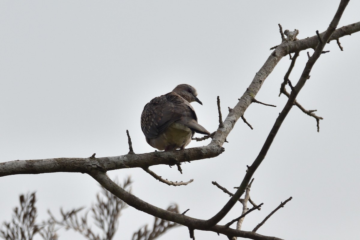 Spotted Dove - Sree ..