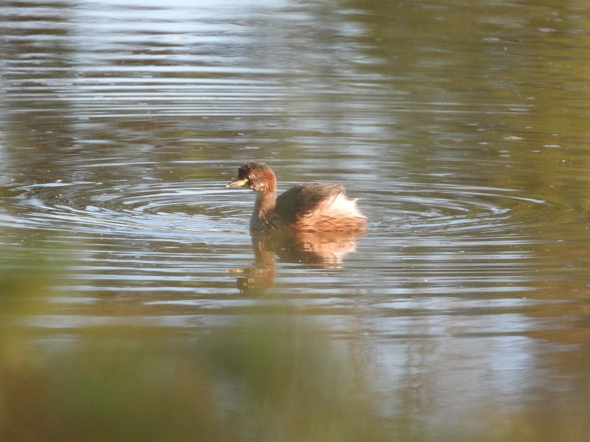 Australasian Grebe - ML555881871