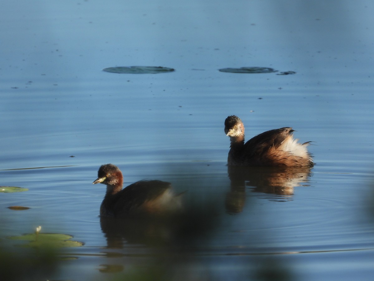 Australasian Grebe - ML555881881