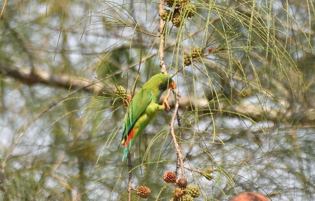 Vernal Hanging-Parrot - ML555881941