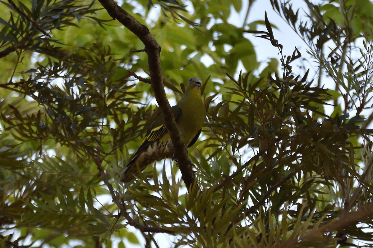 Gray-fronted Green-Pigeon - ML555882521