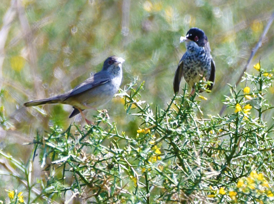 Cyprus Warbler - Brian Carruthers