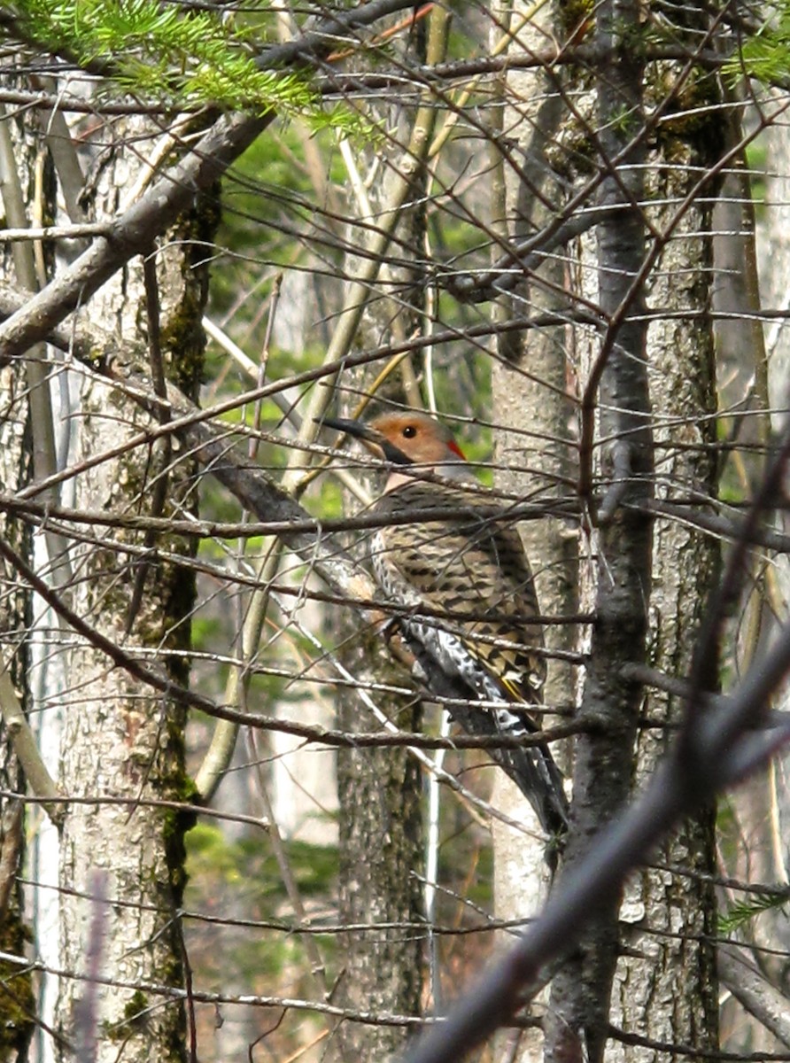 Northern Flicker - ML55588591