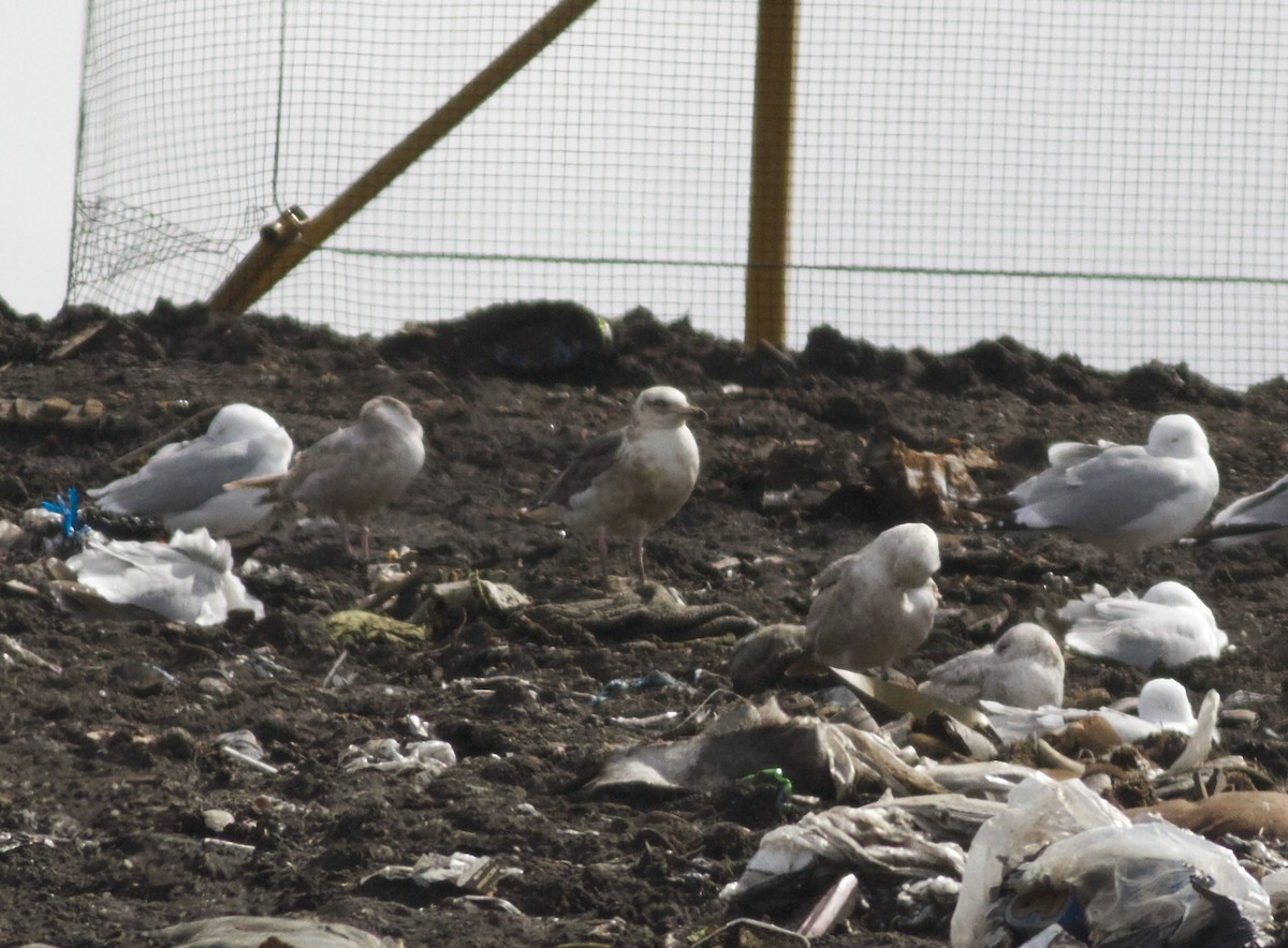 Slaty-backed Gull - Marc North