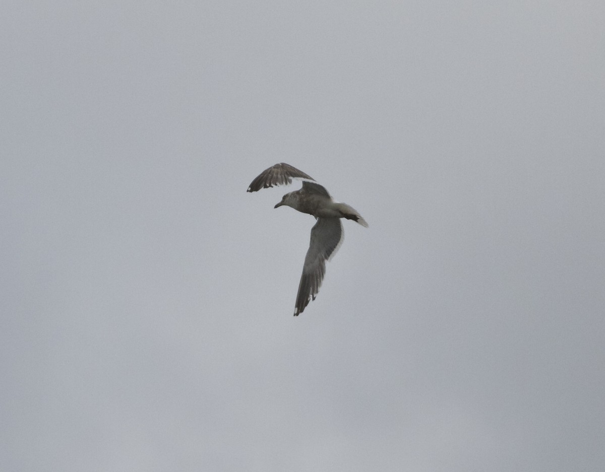 Slaty-backed Gull - Marc North