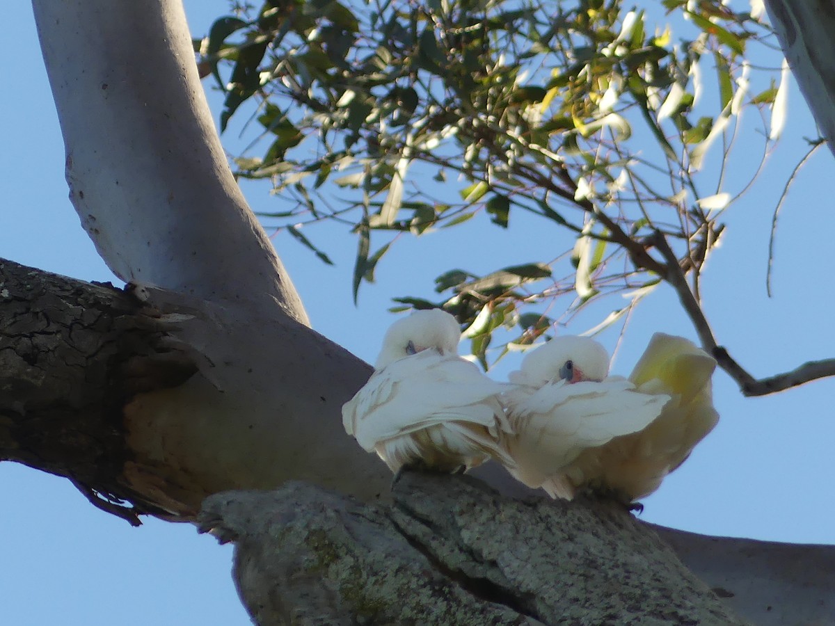 Nacktaugenkakadu - ML555886331