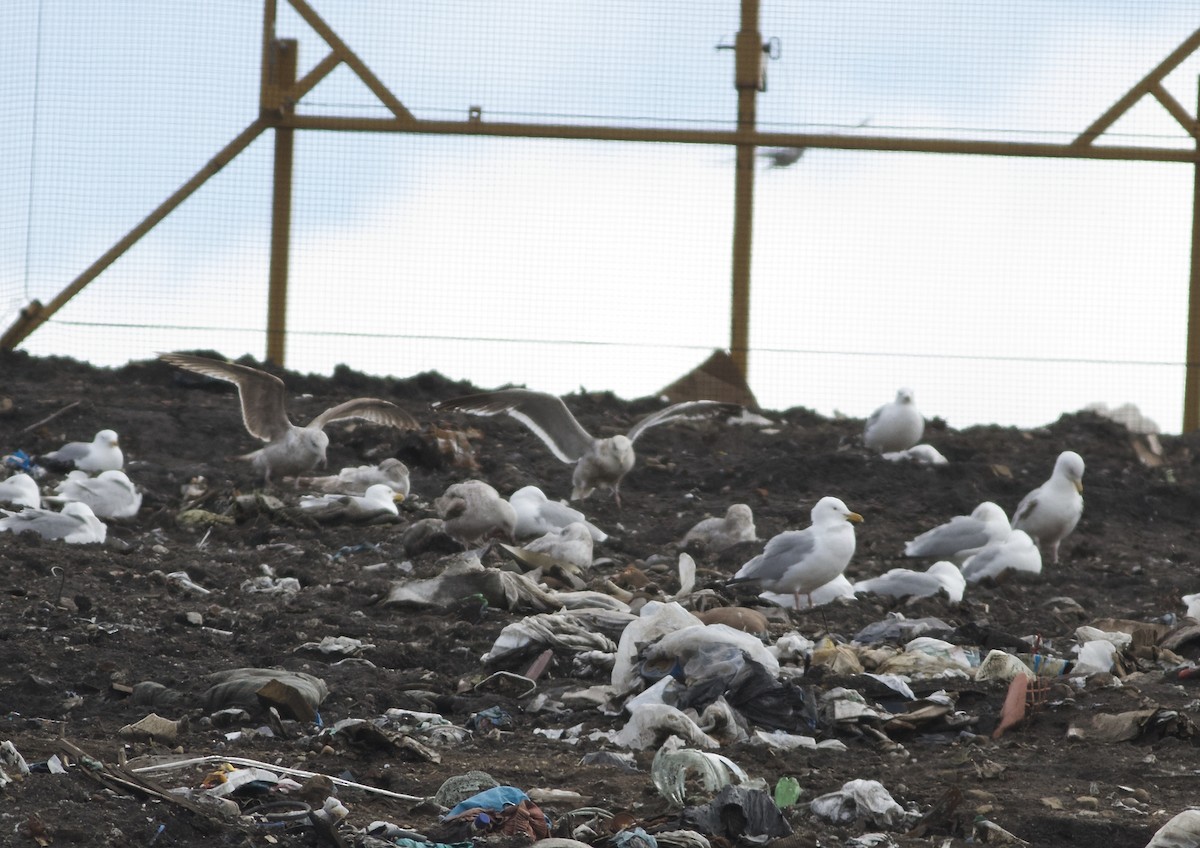 Slaty-backed Gull - ML55588641