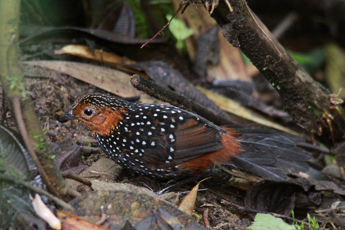 Ocellated Tapaculo - ML555887431