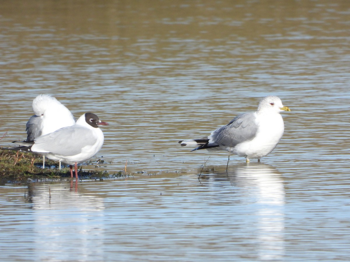 Common Gull - ML555887871