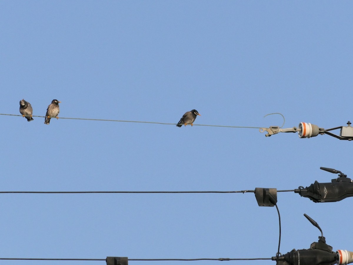 White-cheeked Starling - Sneed Collard