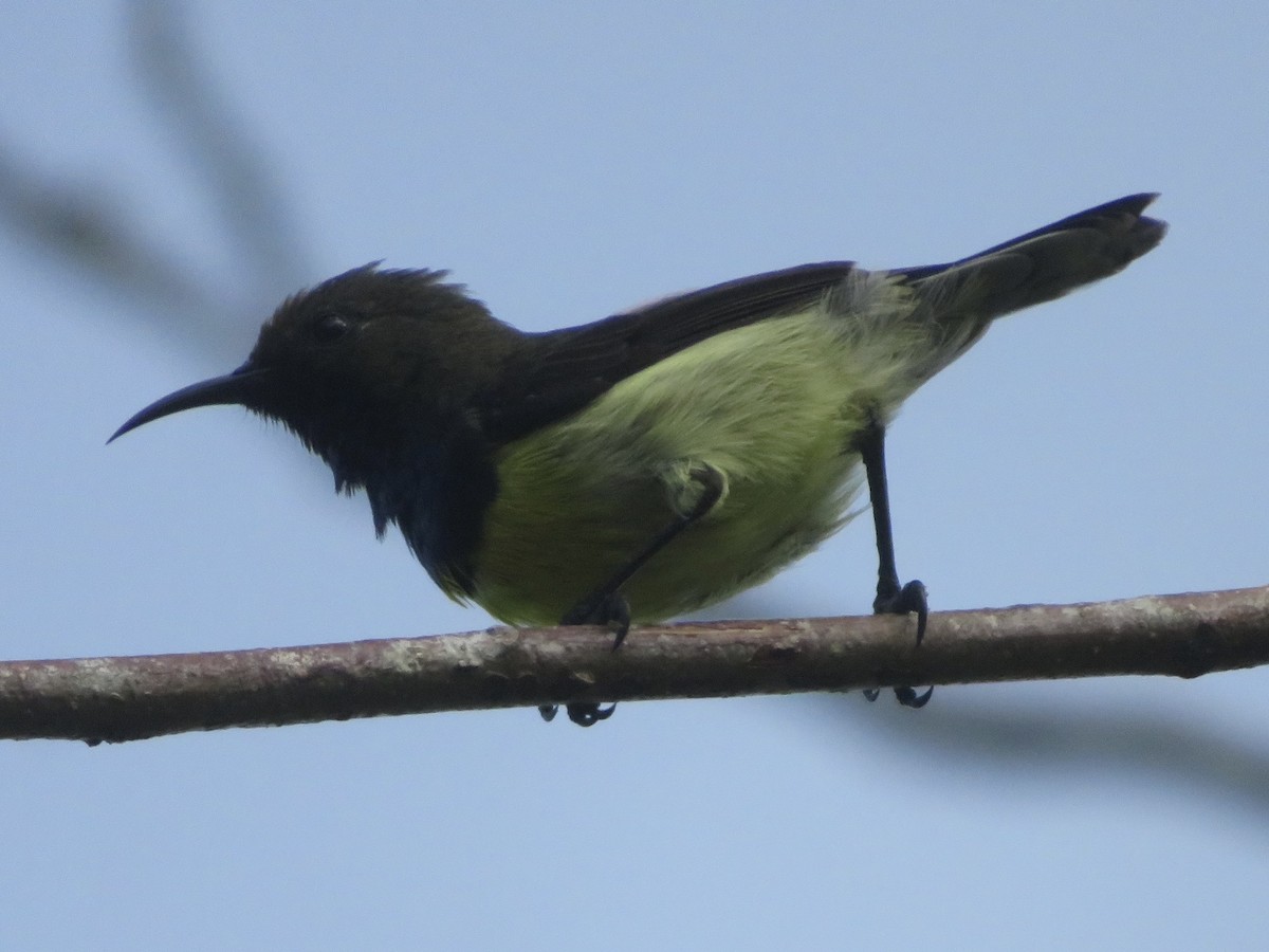 Newton's Sunbird - ML555889611