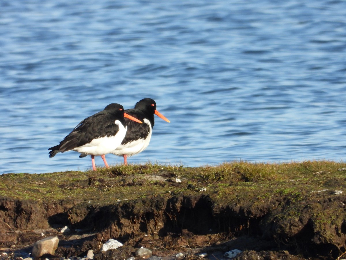 Eurasian Oystercatcher - Martin Rheinheimer