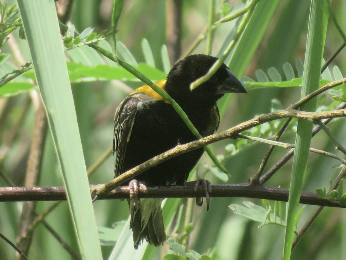 Golden-backed Bishop - ML555889981