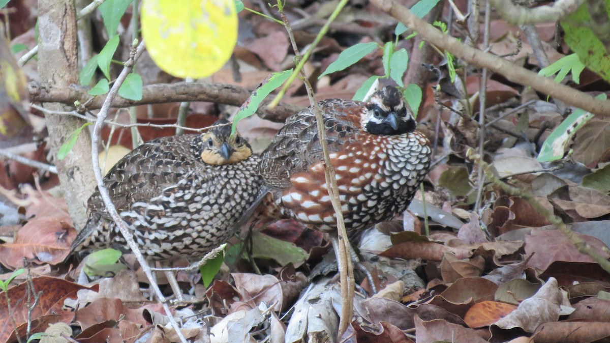 Black-throated Bobwhite - ML55589001