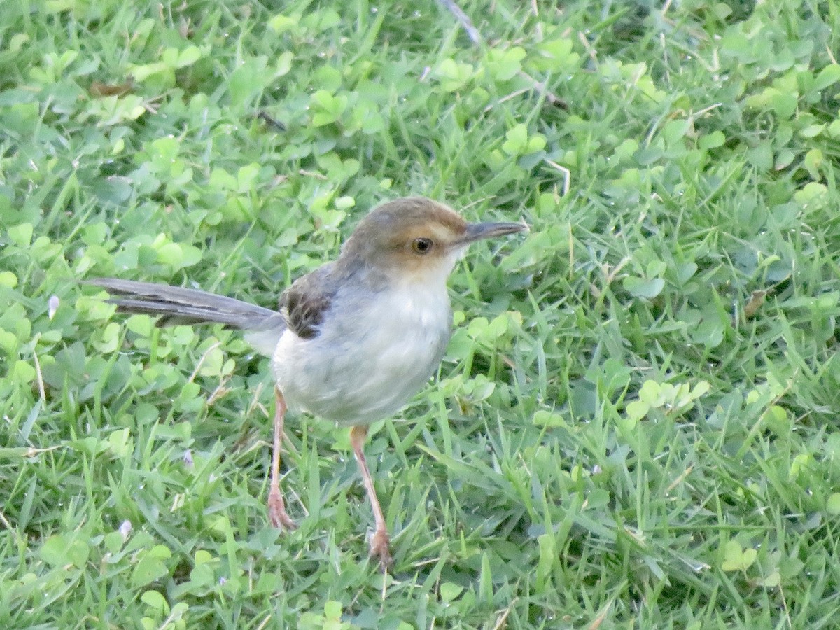 Prinia de Sao Tomé - ML555890681