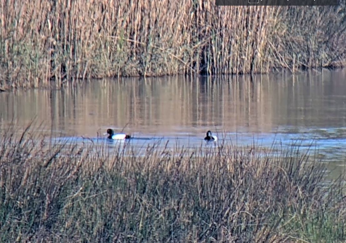 Greater Scaup - ML555890771