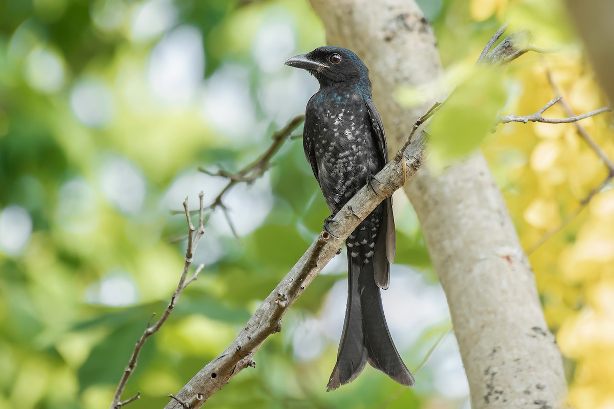 Crow-billed Drongo - Natthaphat Chotjuckdikul