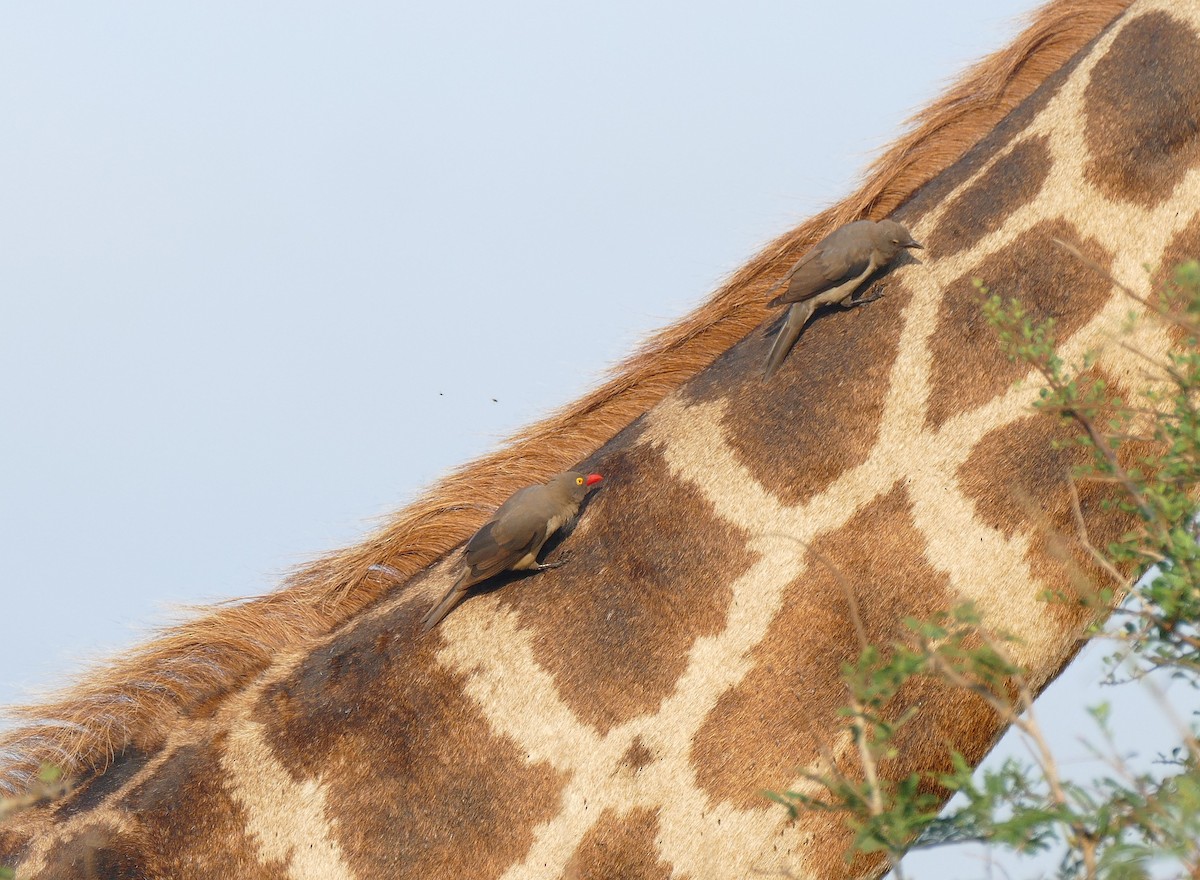 Red-billed Oxpecker - ML555893591