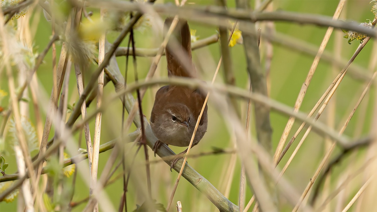 Cetti's Warbler - ML555893951