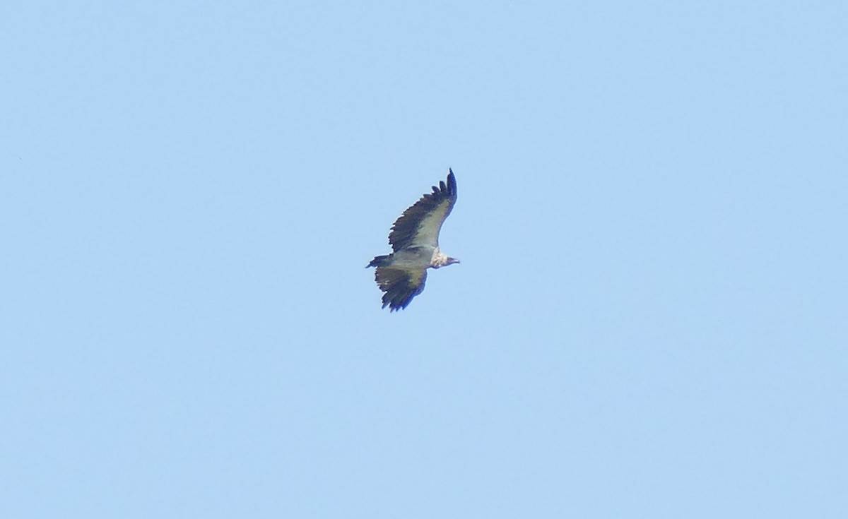 White-backed Vulture - ML555894251