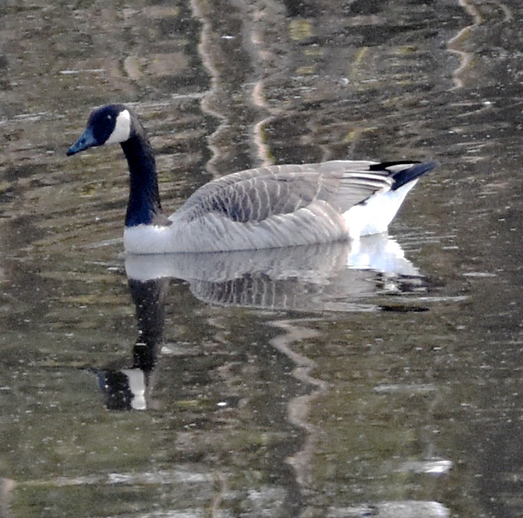 Canada Goose - ML555894351