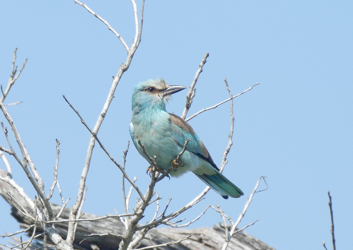 European Roller - ML555894401