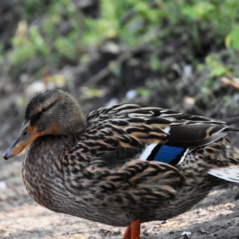 Mallard - ML555894421