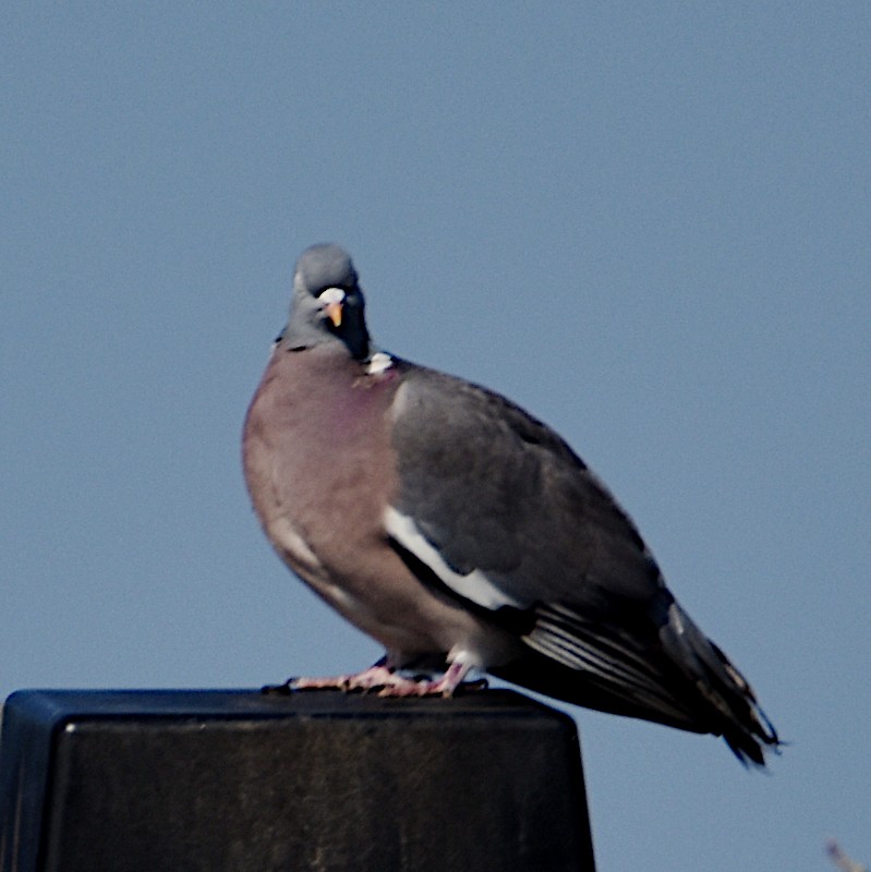 Common Wood-Pigeon - ML555894601