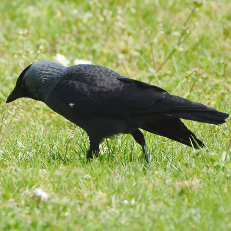 Eurasian Jackdaw - ML555894641