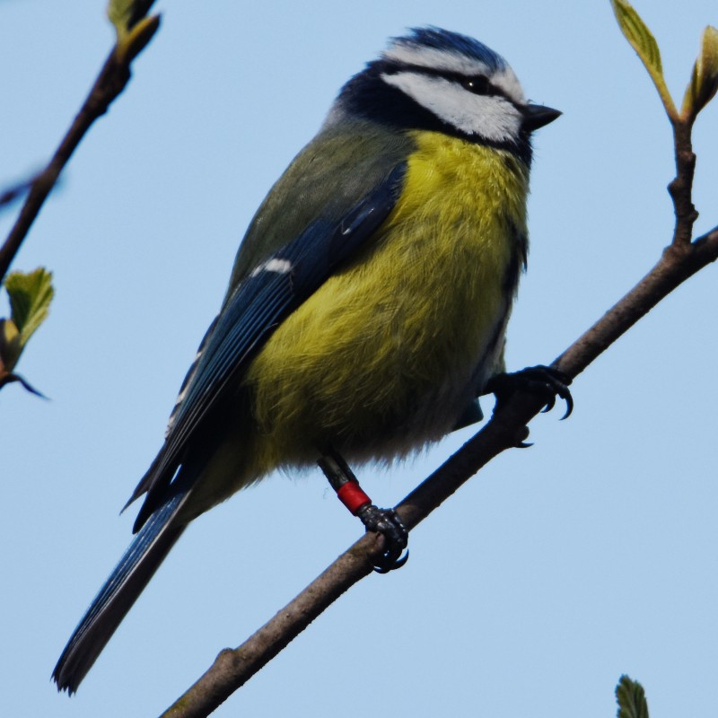 Eurasian Blue Tit - ML555894671