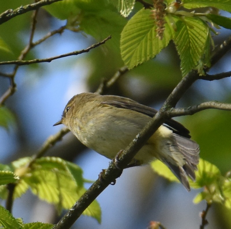 Common Chiffchaff - ML555894691