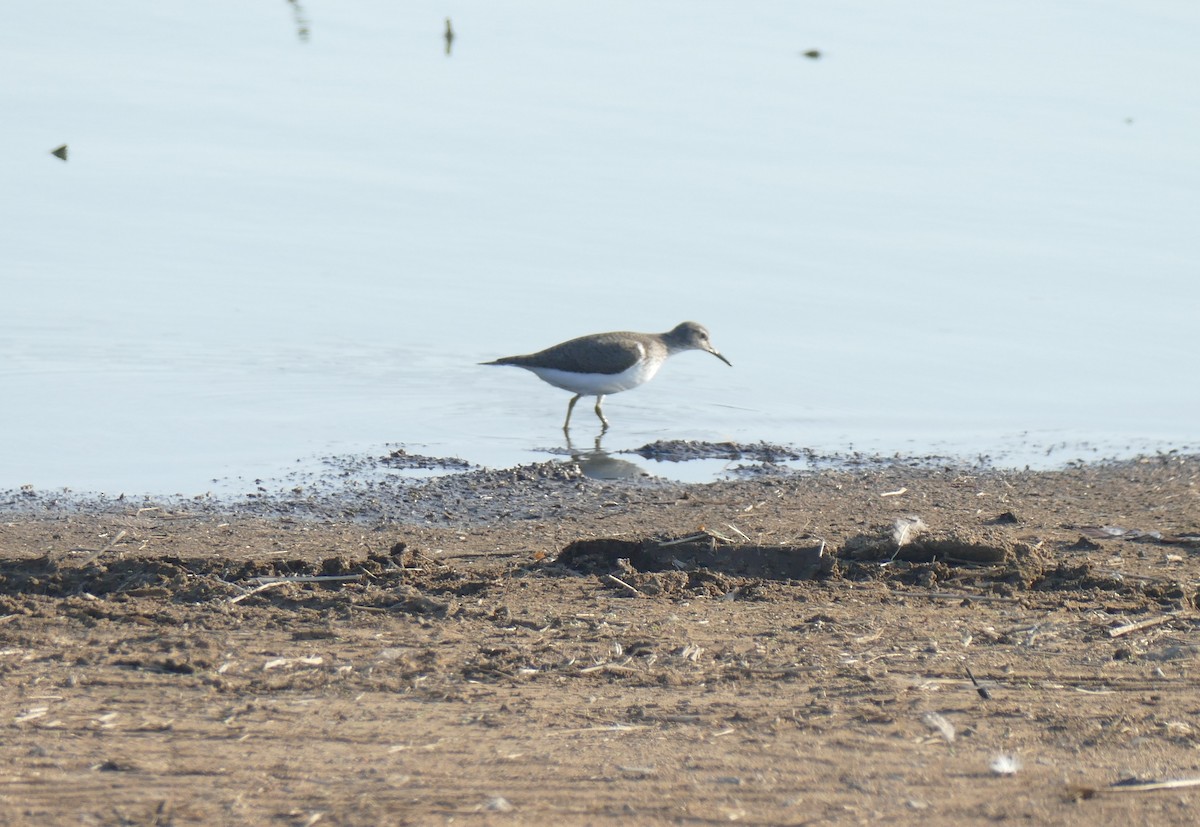 Common Sandpiper - ML555894701