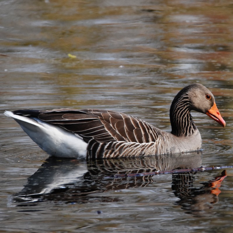 Graylag Goose - ML555894721