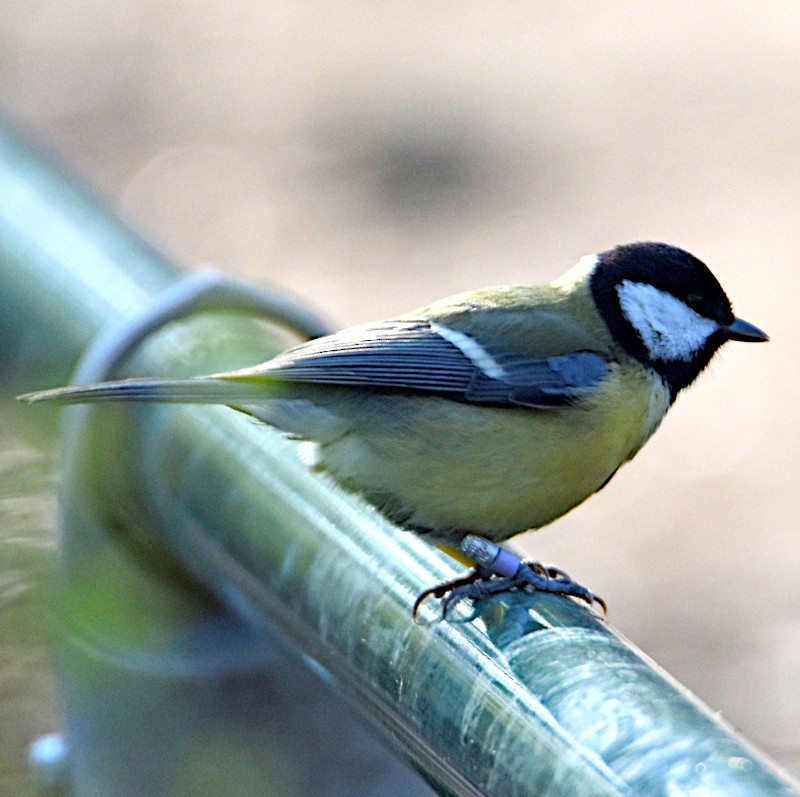 Great Tit - ML555894751