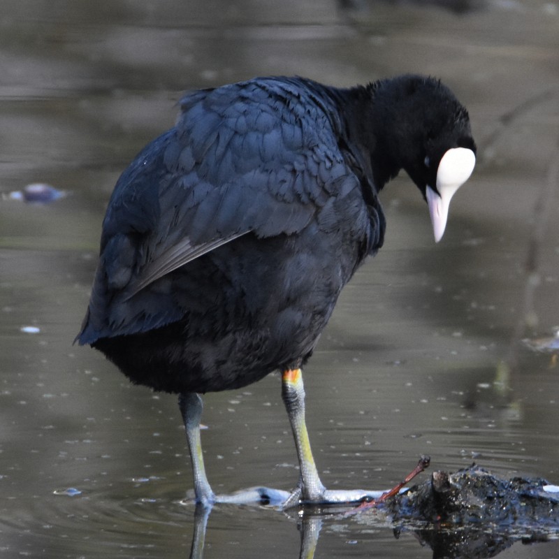 Eurasian Coot - ML555894781