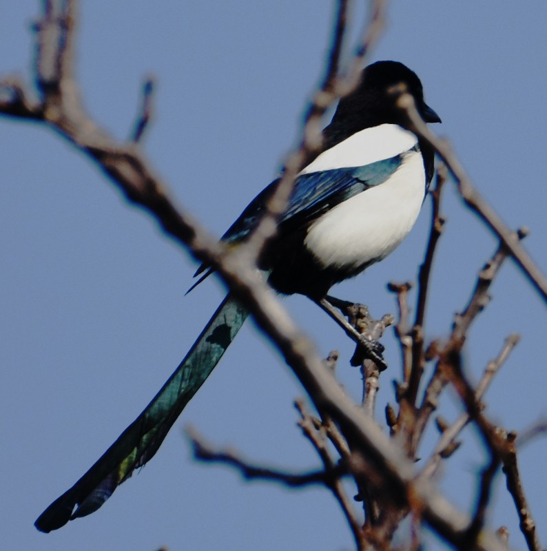 Eurasian Magpie - ML555894991