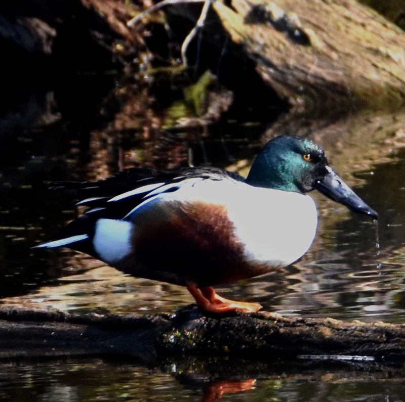 Northern Shoveler - ML555895131