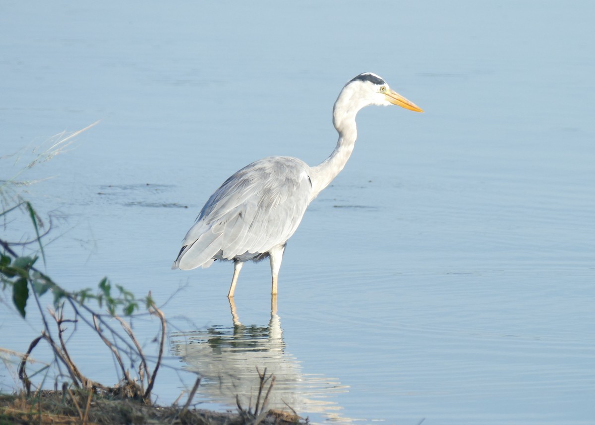 Gray Heron - ML555895151