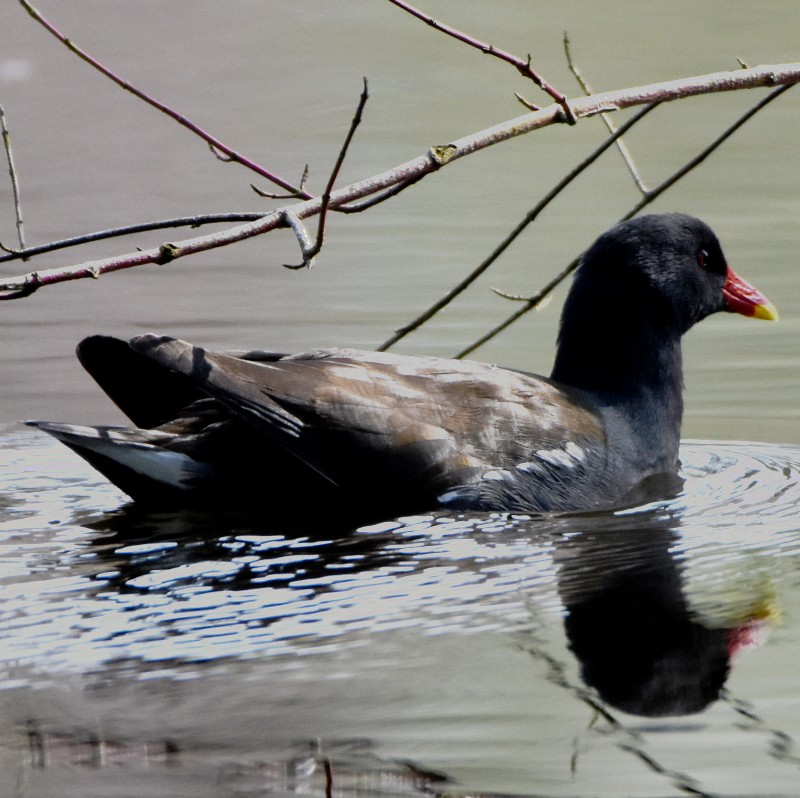 Eurasian Moorhen - ML555895241