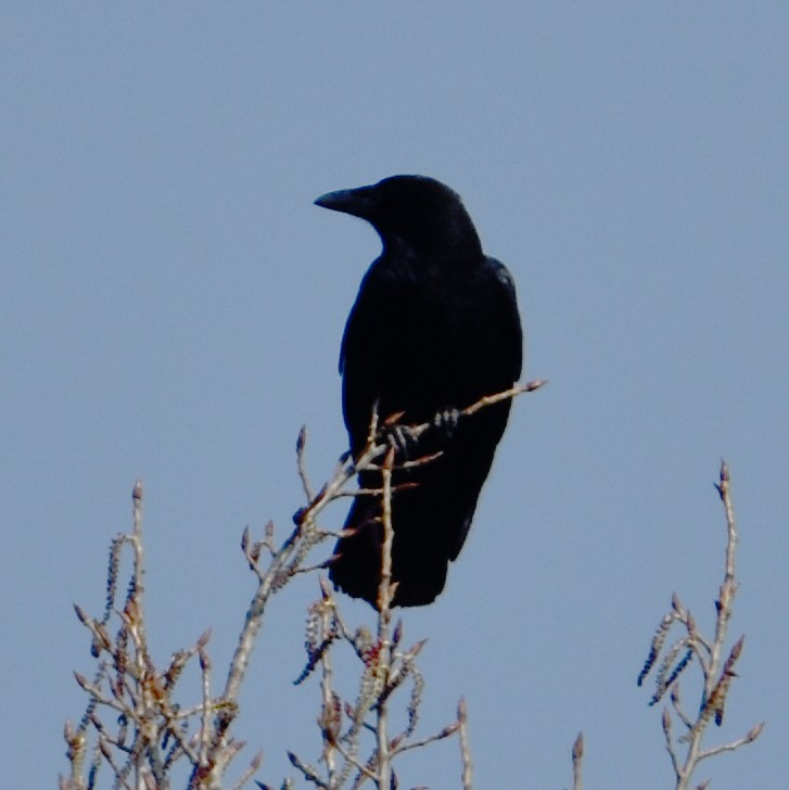 Carrion Crow - ML555895301