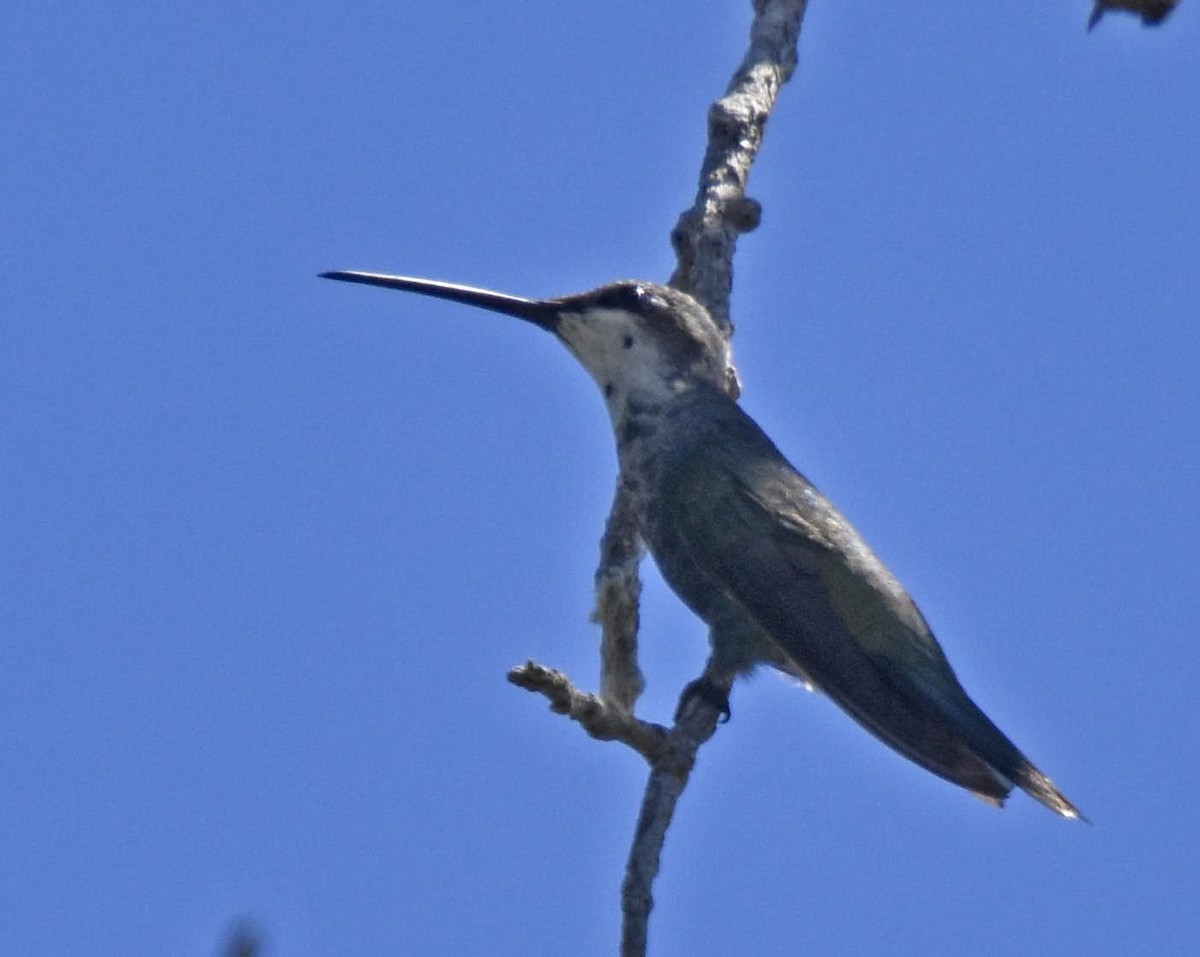 Blue-tufted Starthroat - ML55589831