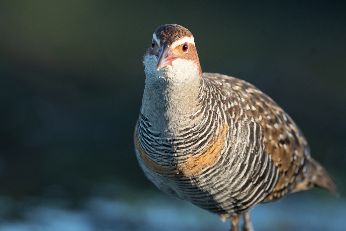 Buff-banded Rail - ML555898811